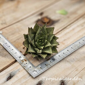 1801@3+1@purpusorum@White Form@GPxA@A@ϗtA