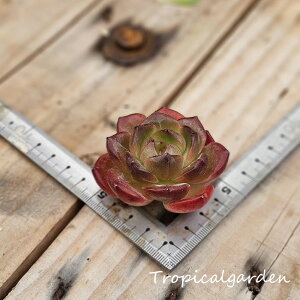 1798@3+1@Black Knight@GPxA@A@ϗtA