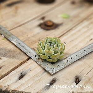 1797@3+1@Milk cap@GPxA@A@ϗtA