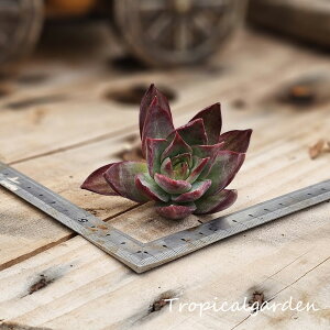 1800@3+1@Casio@GPxA@A@ϗtA