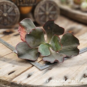 1802@3+1@Vivo@GPxA@A@ϗtA