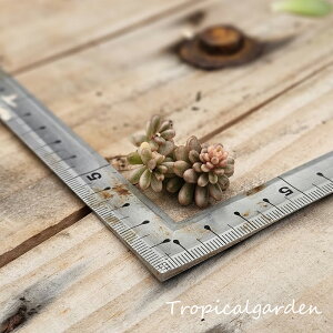 1805@3+1@Sedum Rubrotinctum Redberry var.@GPxA@A@ϗtA