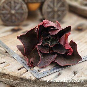 1819@3+1@Blood Lotus@GPxA@A@ϗtA