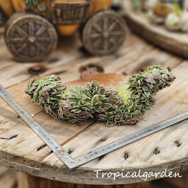 1823　3+1　Aeonium rainstone cristata　多肉植物　観葉植物