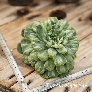 1820@3+1@Bubble tulle skirt@GPxA@A@ϗtA