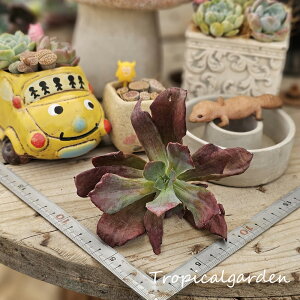 1804@3+1@Diamond Variegated@GPxA@A@ϗtA