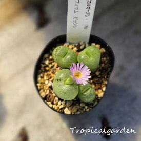 1829　3+1　コノフィツム　ピランシー　多肉植物　観葉植物