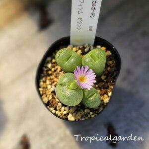 1829@3+1@RmtBc@sV[@A@ϗtA