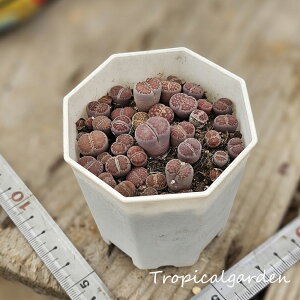 1839@3+1@g[vX@e͋ʁ@@A@ϗtA