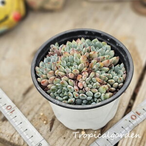 1841@3+1@GPxA@Zg[Tf[@@A@ϗtA