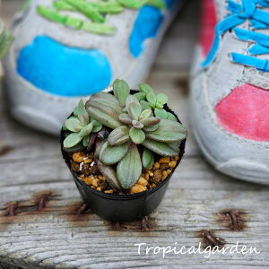 1643@3+1@Rezry Variegated@GPxA@A@ϗtA