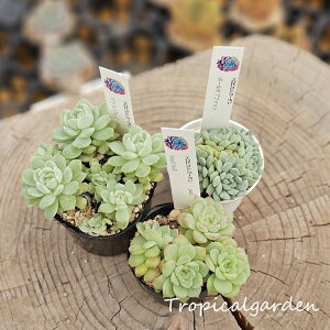 3+1@1470@{[Iut@bggWCX[{[@GPxA@A@؍Y@ϗtA