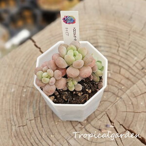 3+1 1471 キャビア エケベリア 多肉植物 韓国産 観葉植物