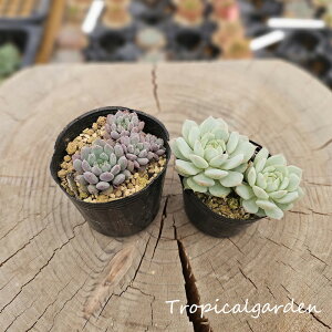 1843@3+1@GPxA@f[fxM[@@A@ϗtA