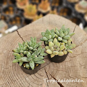 3+1@1465@R[q[r[YRed Ivory@GPxA@A@؍Y@ϗtA