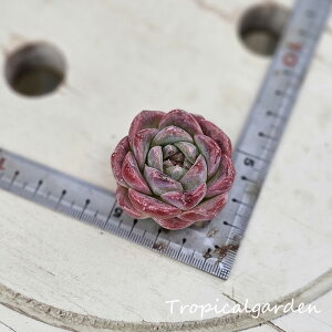 3+1@2035@ACWOO[X x X^[}[N@GPxA@A@؍Y@ϗtA