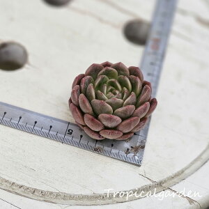 3+1@1904@pVtBbNvZX@GPxA@A@؍Y@ϗtA