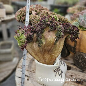 3+1@1933@Tian He Cristata@AGIjE@A@؍Y@ϗtA