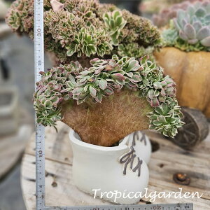 3+1@1932@Bai Feng Cristata@AGIjE@A@؍Y@ϗtA