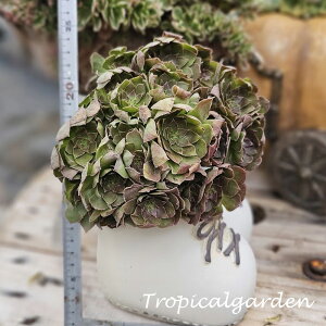 3+1@1925@Peach Blossom Stone@AGIjE@A@؍Y@ϗtA