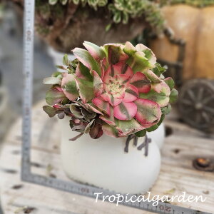 3+1@1924@Litchi@AGIjE@A@؍Y@ϗtA