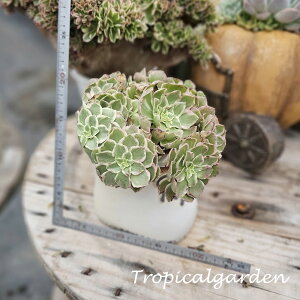 3+1@1922@Peach@AGIjE@A@؍Y@ϗtA