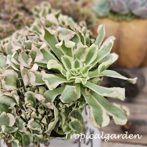 3+1@1921@Bai Feng@AGIjE@A@؍Y@ϗtA