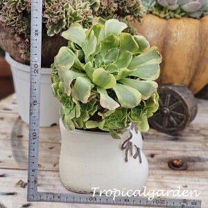 3+1@1915@Green Bean Paste@AGIjE@A@؍Y@ϗtA