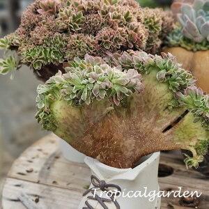 3+1@1934@rainstone cristata@AGIjE@A@؍Y@ϗtA