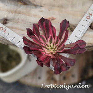 3+1@1946@cv. Zwartkin White@AGIjE@A@؍Y@ϗtA