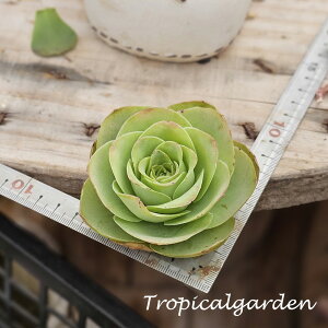 3+1@1940@Wince DaPa@AGIjE@A@؍Y@ϗtA