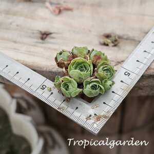 3+1@1948@Emerald Ball@AGIjE@A@؍Y@ϗtA