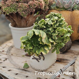 3+1@1936@golden emerald cristata@AGIjE@A@؍Y@ϗtA