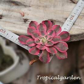 3+1　1942　Pink Flower Fairy　アエオニウム　多肉植物　韓国産　観葉植物