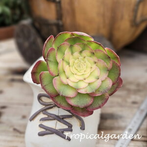 3+1@1941@Pure Heart@AGIjE@A@؍Y@ϗtA