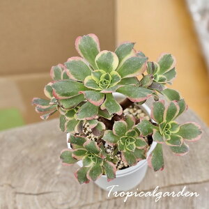 3+1@1961@AGIjE@Tesla@GPxA@A@؍Y@ϗtA