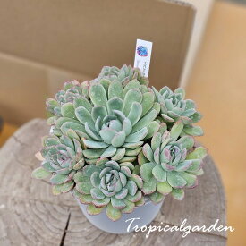 3+1　1953　ストロベリーアイス　エケベリア　多肉植物　韓国産　観葉植物