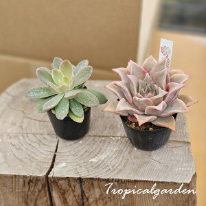 3+1@1957@sNxс}fBo@GPxA@A@؍Y@ϗtA