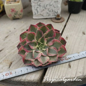 3+1@1945@Peacock Feather@AGIjE@A@؍Y@ϗtA