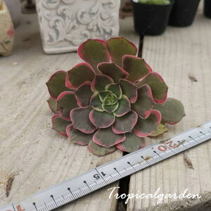 3+1@1943@Sea Fairy@AGIjE@A@؍Y@ϗtA