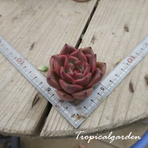 3+1@1987@ Roca@GPxA@A@؍Y@ϗtA