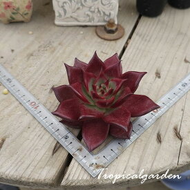 3+1　1984　agavoides 'Ebony Black Juice'　エケベリア　多肉植物　韓国産　観葉植物