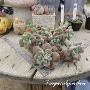 3+1@1976@bh~E@GPxA@A@؍Y@ϗtA