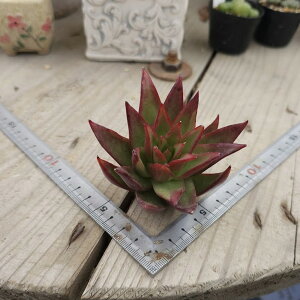 3+1@2005@}O}@GPxA@A@؍Y@ϗtA