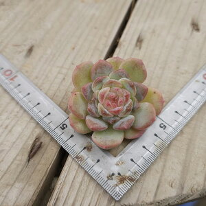 3+1@2003@Seven Fairies@GPxA@A@؍Y@ϗtA