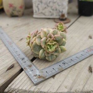 3+1@1993@ [с@GPxA@A@؍Y@ϗtA