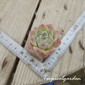 3+1@2034@ACWOO[X x ACXO[@GPxA@A@؍Y@ϗtA