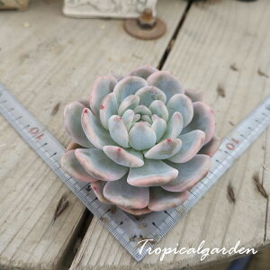 3+1@2038@IW[с@GPxA@A@؍Y@ϗtA