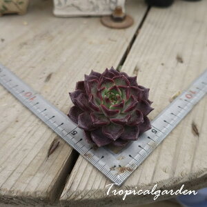 3+1@1988@ Black Night@GPxA@A@؍Y@ϗtA