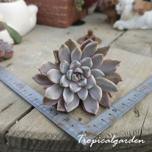 2065�@3+1�@�s���N�U���S�[�T�с@�G�P�x���A�@�����A���@�ϗt�A��